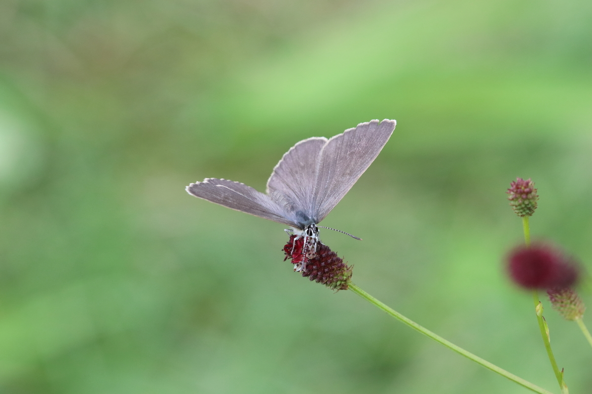 f:id:butterflyer:20200812202229j:plain f:id:butterflyer:20200812202229j:plain