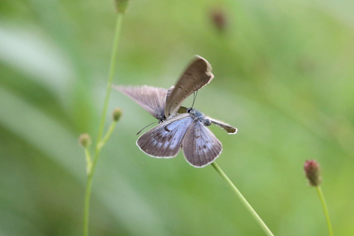 f:id:butterflyer:20200812202300j:plain f:id:butterflyer:20200812202300j:plain