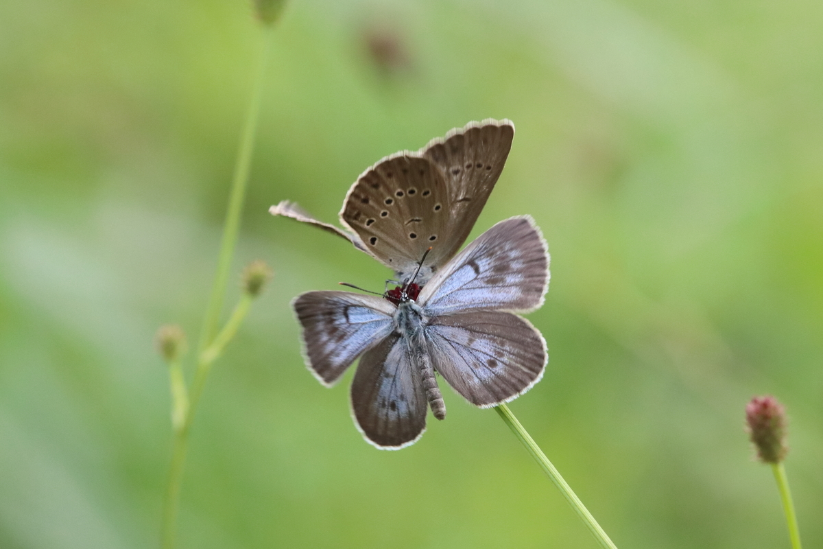 f:id:butterflyer:20200812202346j:plain f:id:butterflyer:20200812202346j:plain