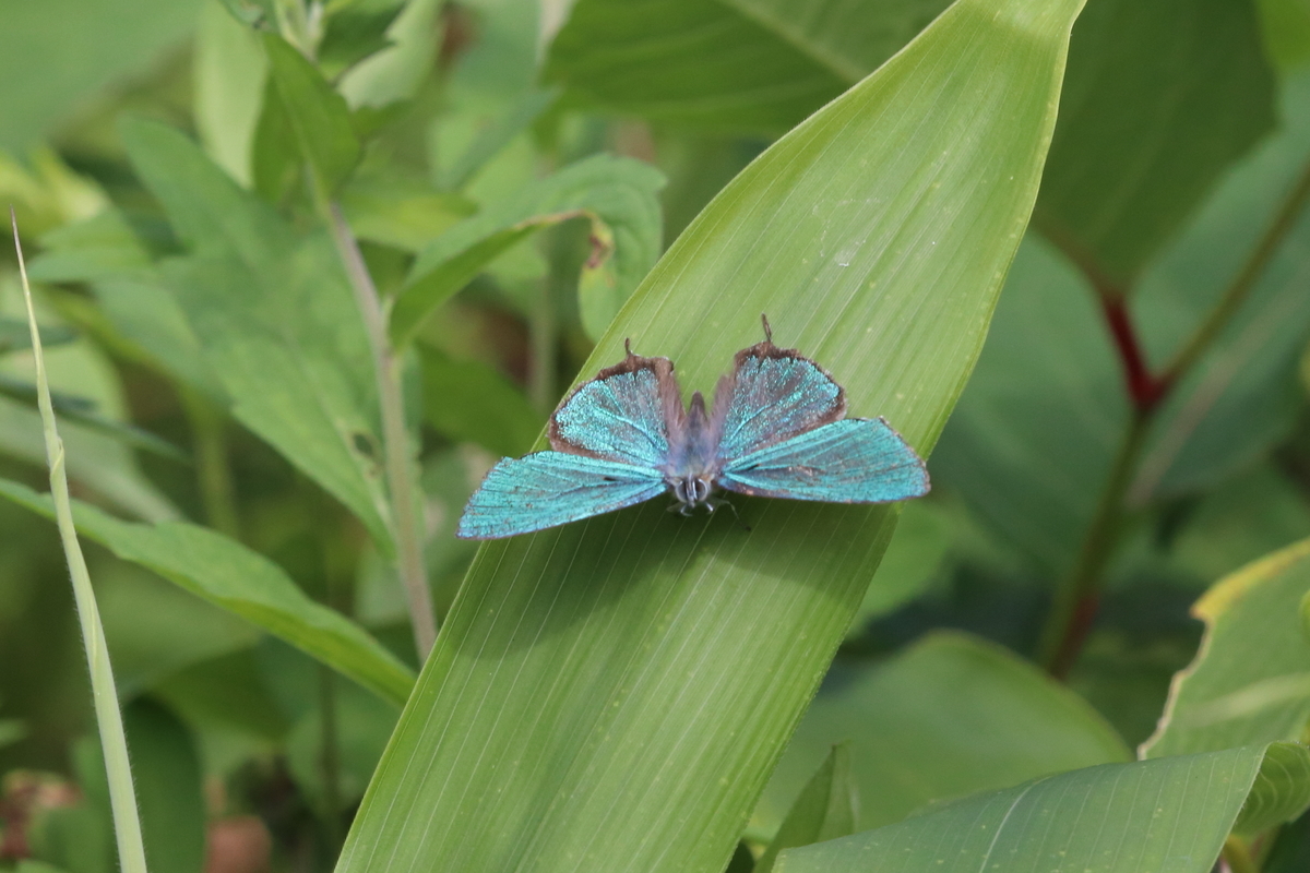 f:id:butterflyer:20200813094324j:plain