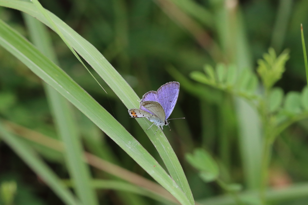 f:id:butterflyer:20200813094455j:plain