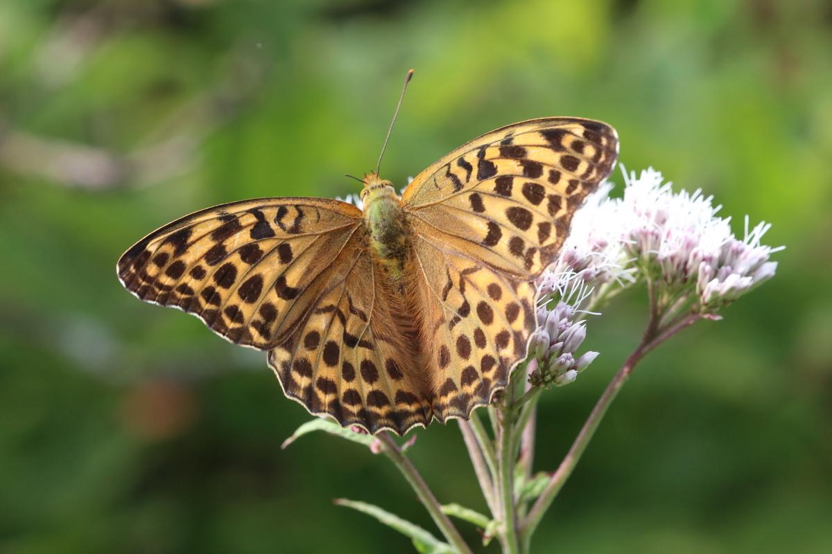 f:id:butterflyer:20200813094548j:plain