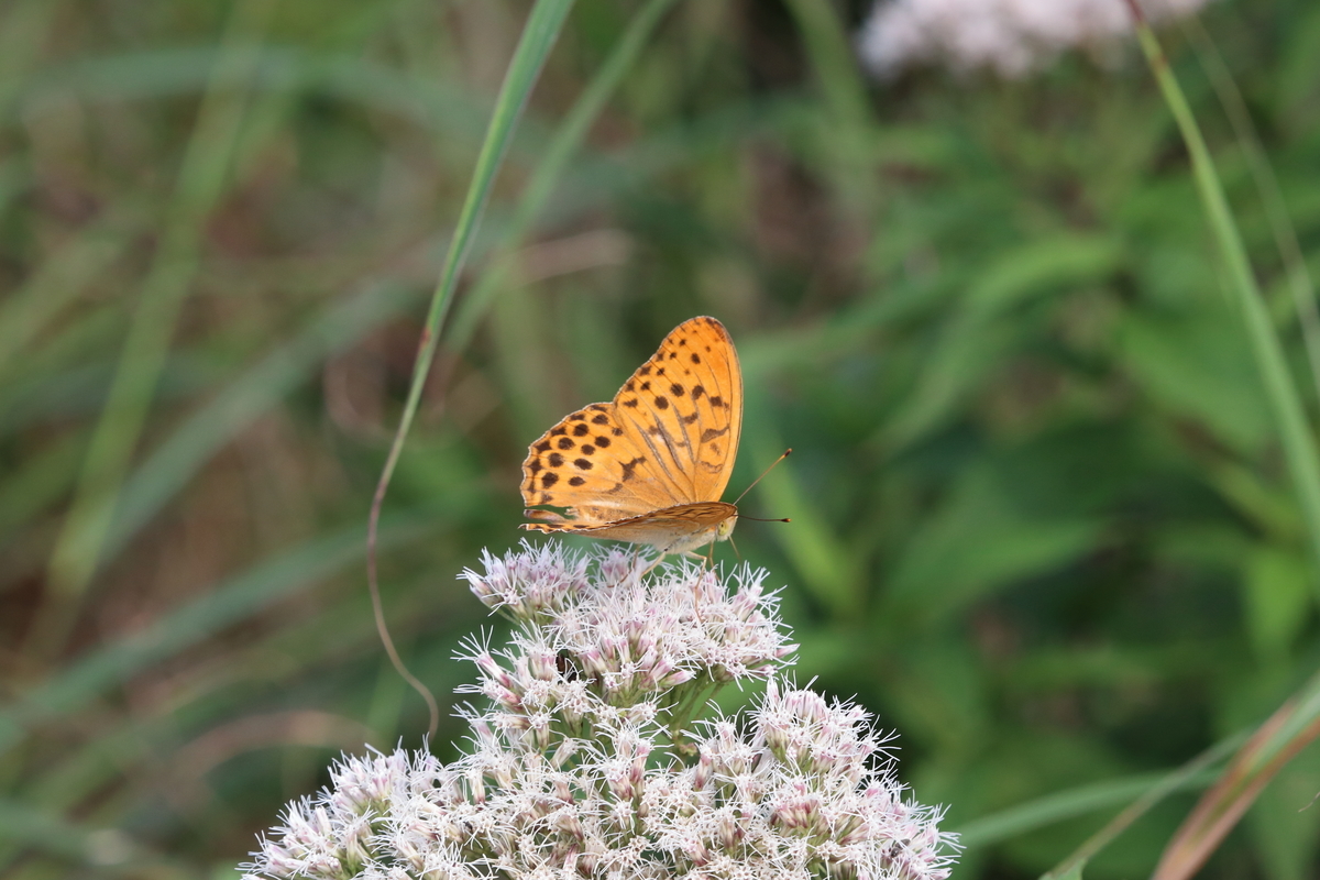 f:id:butterflyer:20200813094740j:plain