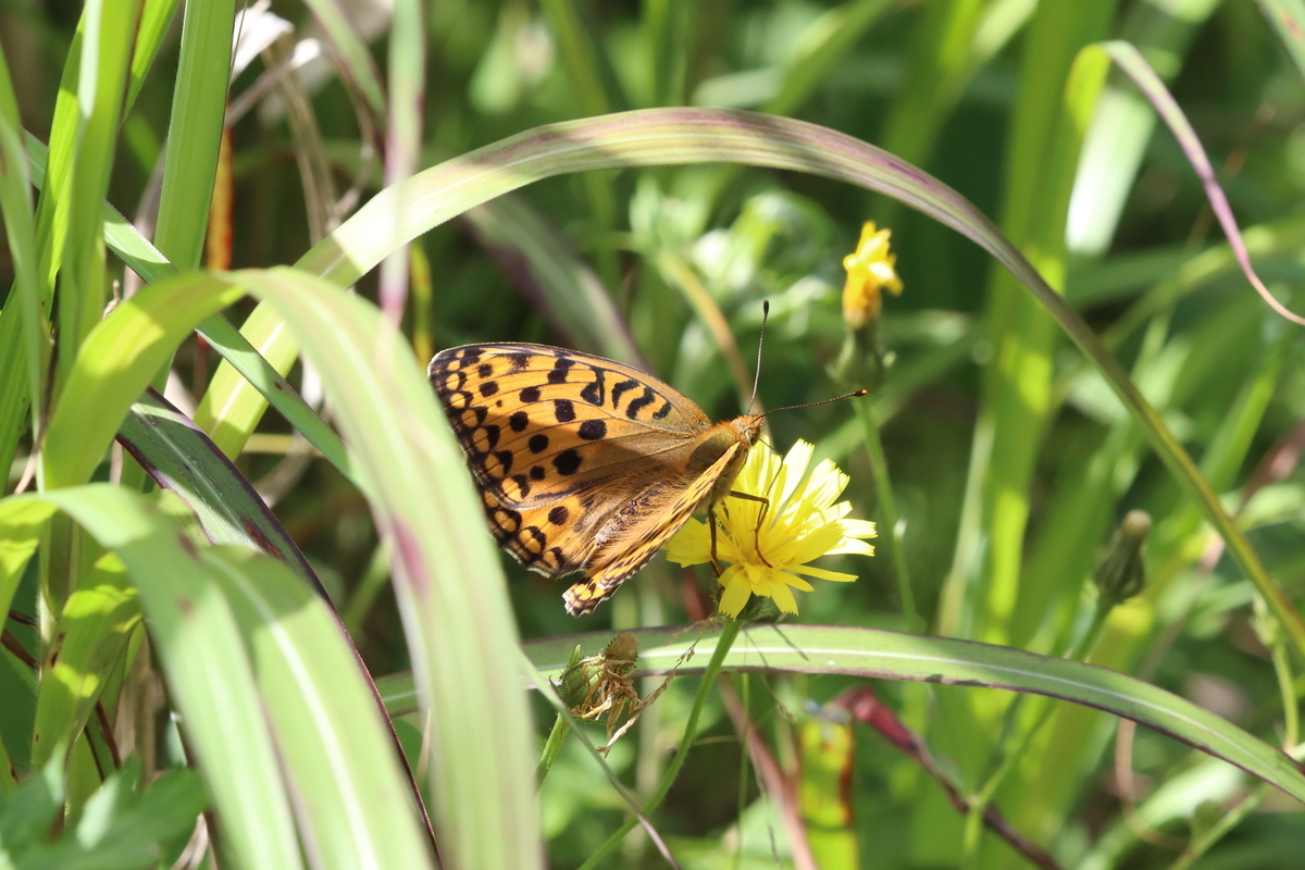 f:id:butterflyer:20200813094831j:plain