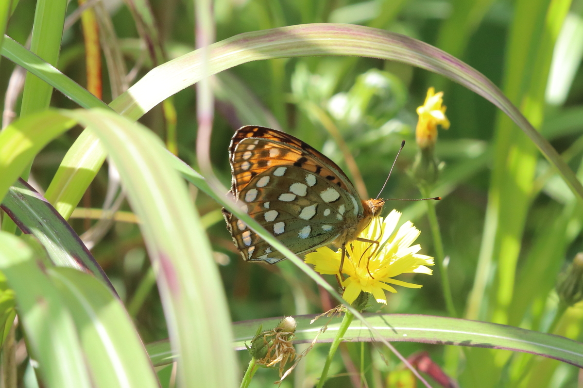 f:id:butterflyer:20200813094834j:plain