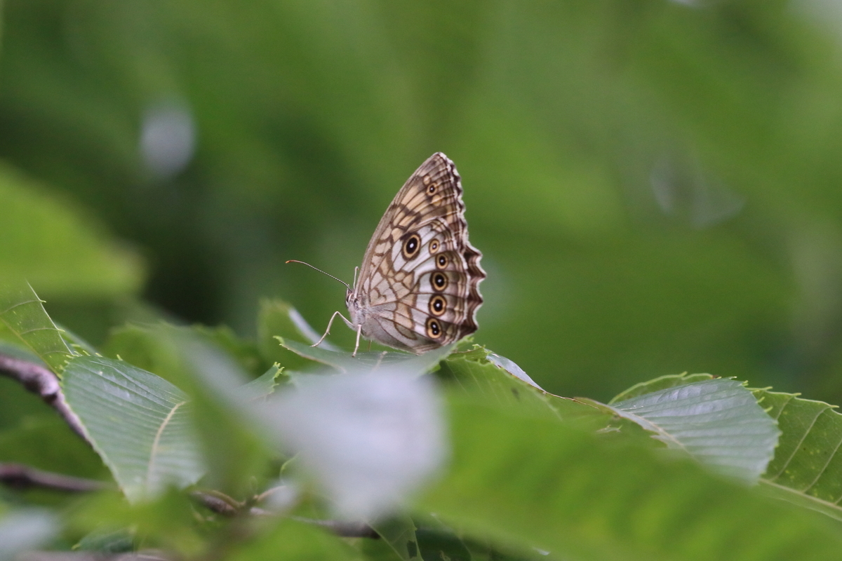 f:id:butterflyer:20200813154743j:plain f:id:butterflyer:20200813154743j:plain