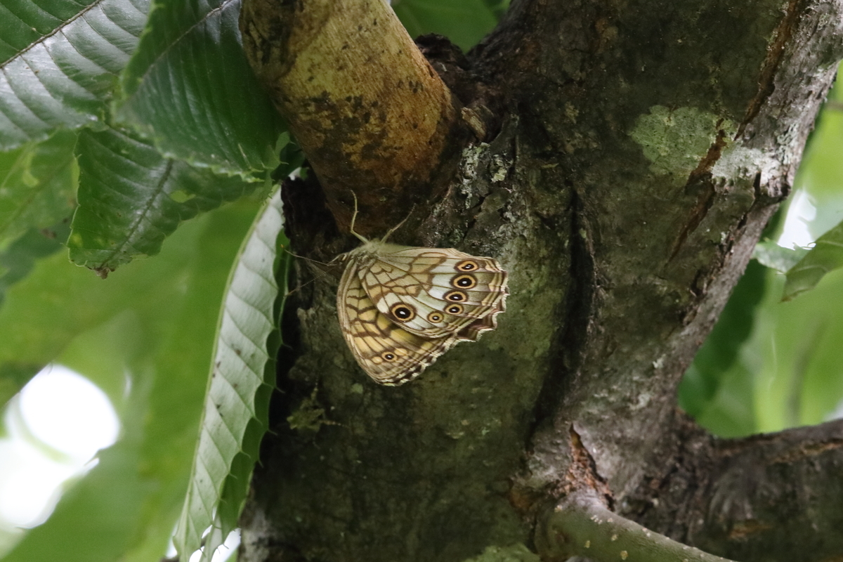 f:id:butterflyer:20200813154745j:plain f:id:butterflyer:20200813154745j:plain