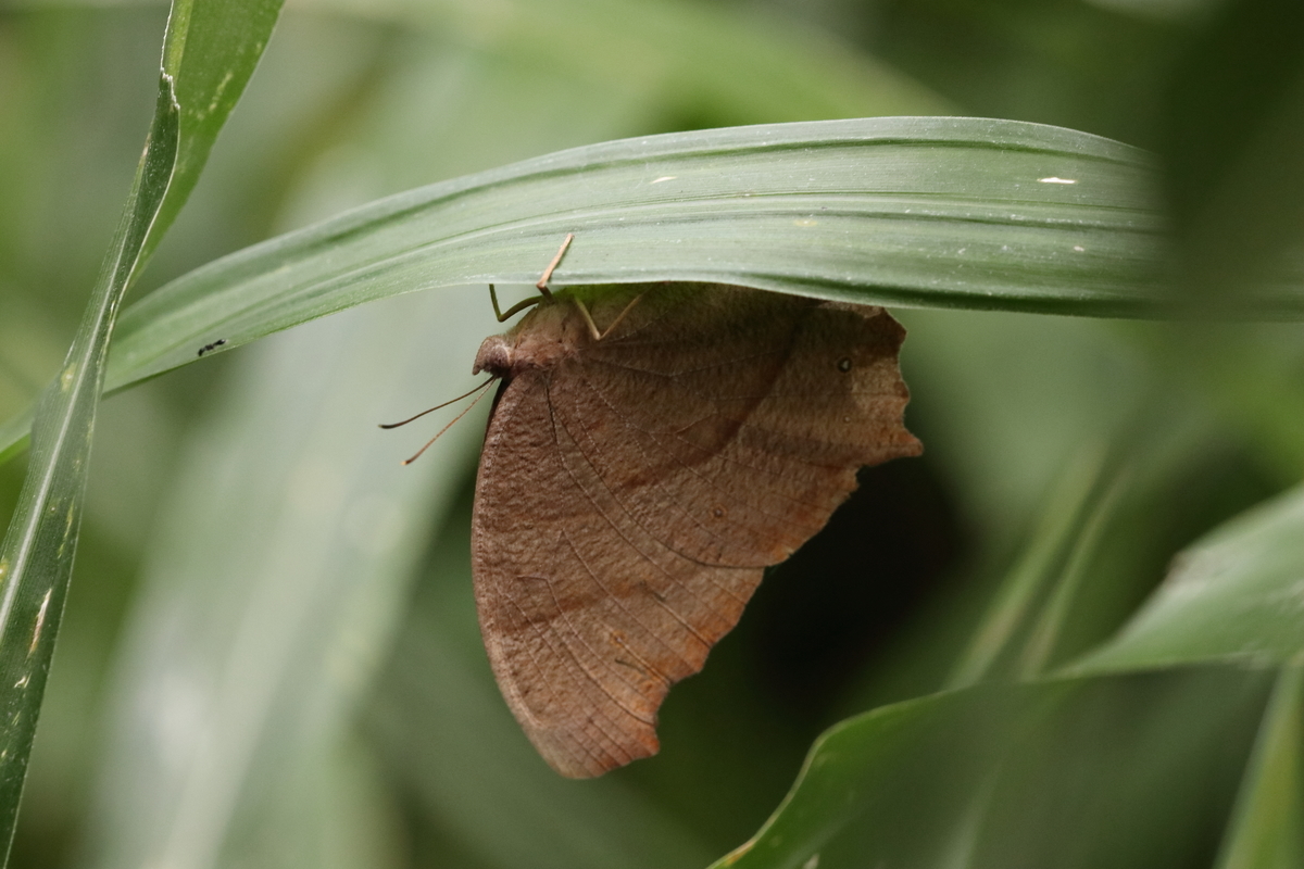 f:id:butterflyer:20200910210240j:plain f:id:butterflyer:20200910210240j:plain