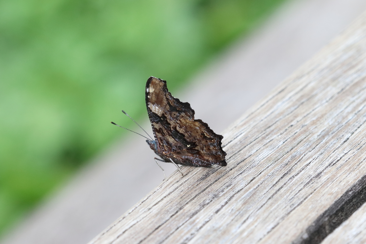 f:id:butterflyer:20200910212421j:plain f:id:butterflyer:20200910212421j:plain