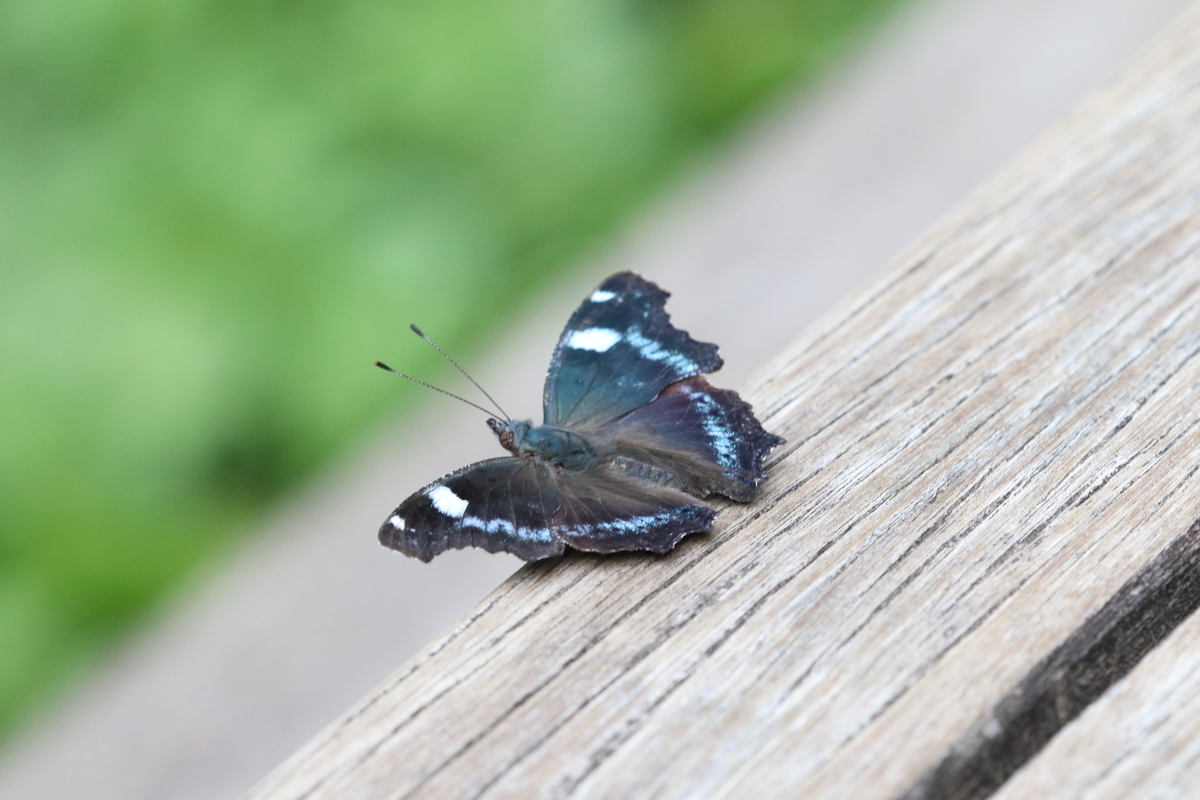 f:id:butterflyer:20200910212427j:plain f:id:butterflyer:20200910212427j:plain