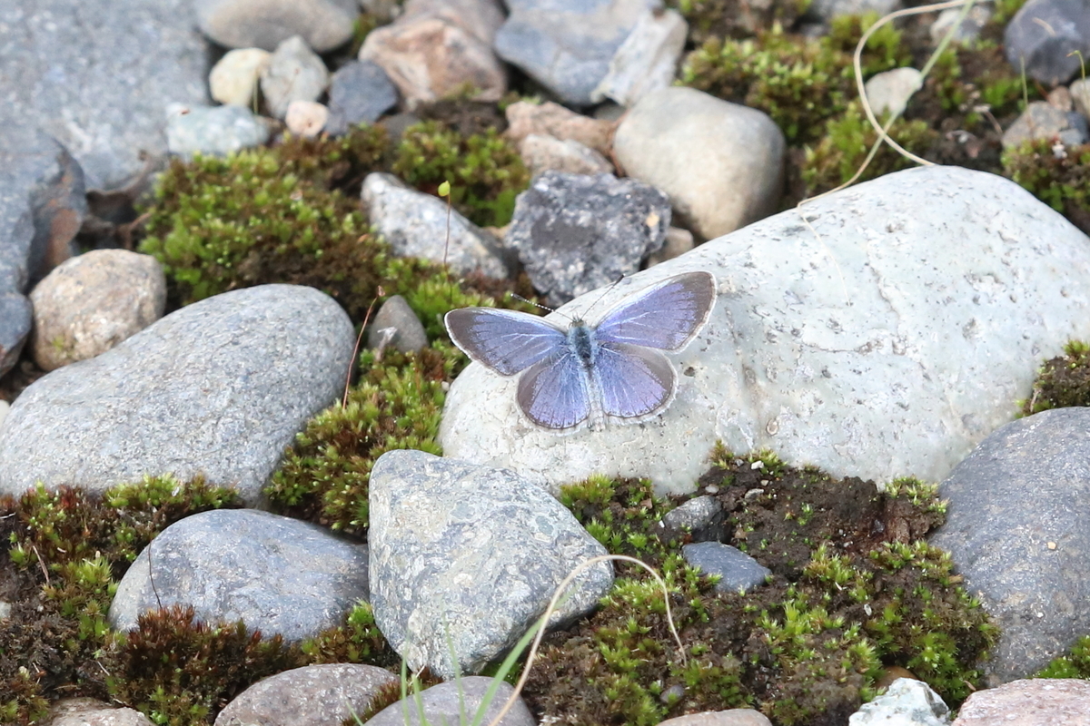 f:id:butterflyer:20200922225342j:plain