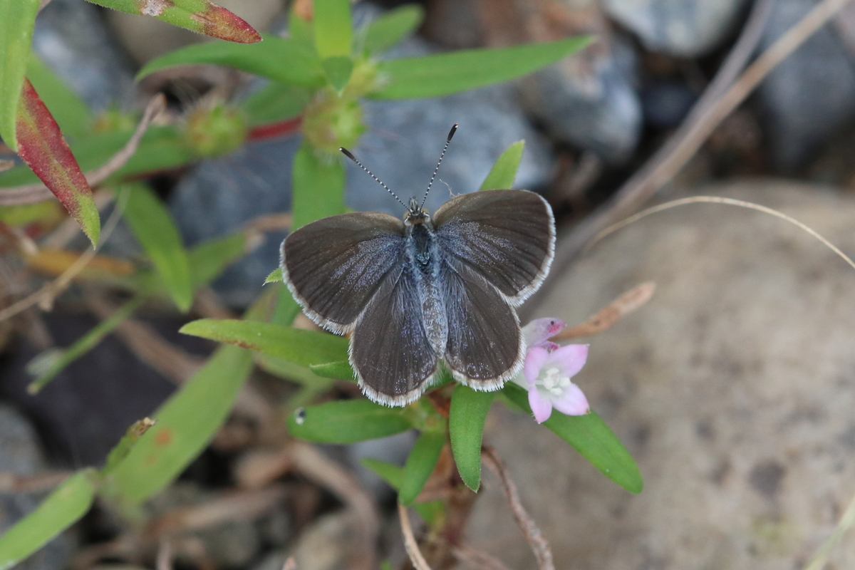 f:id:butterflyer:20200922225718j:plain