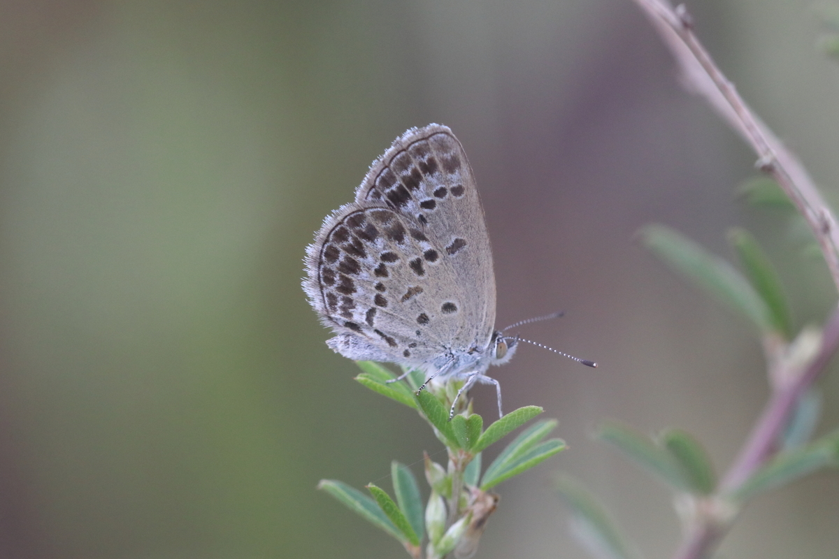 f:id:butterflyer:20200922225846j:plain