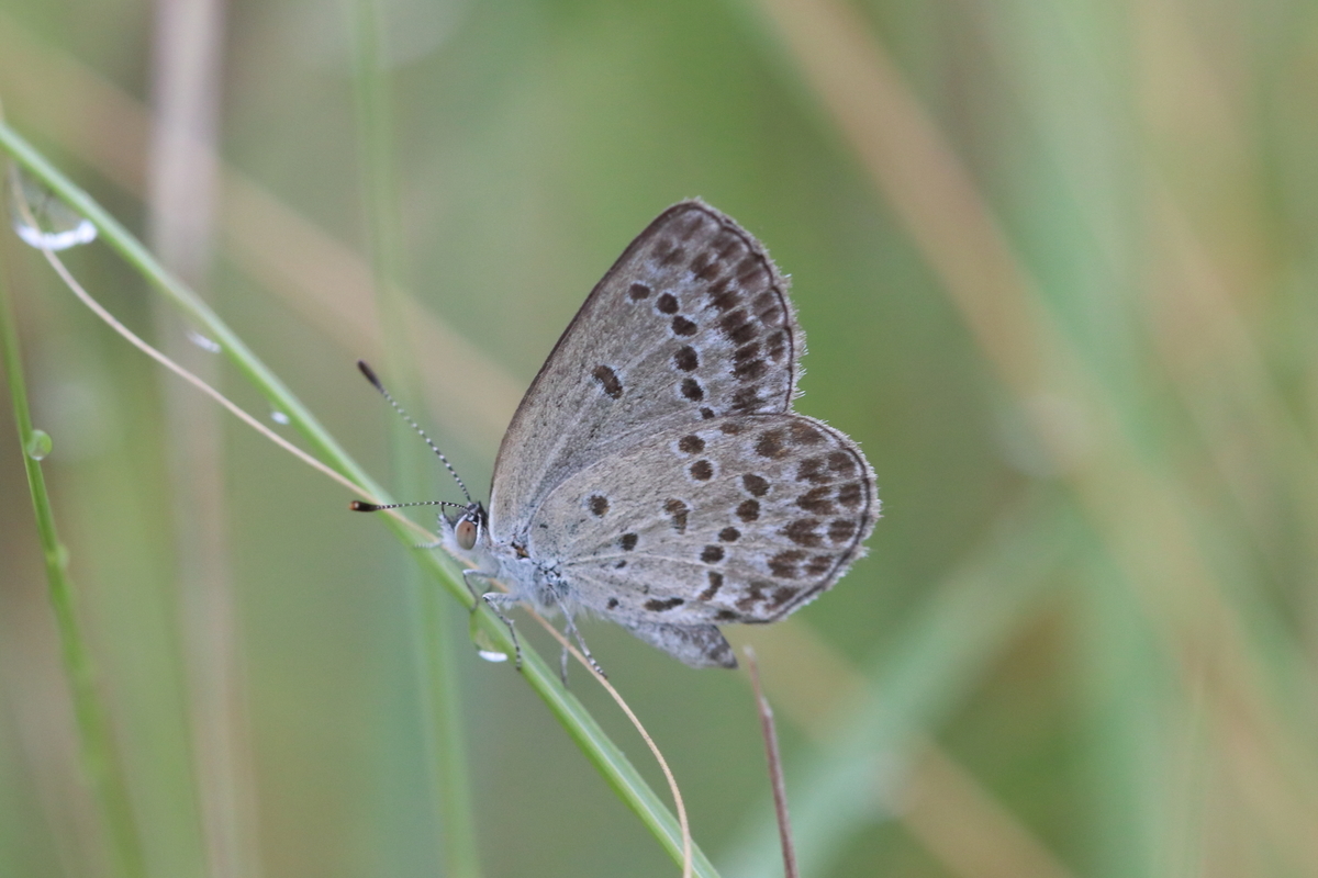 f:id:butterflyer:20200922225928j:plain