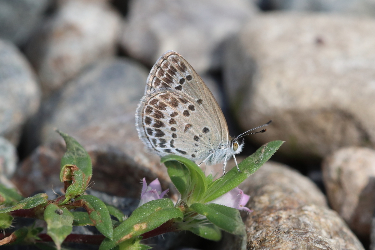 f:id:butterflyer:20200922230054j:plain