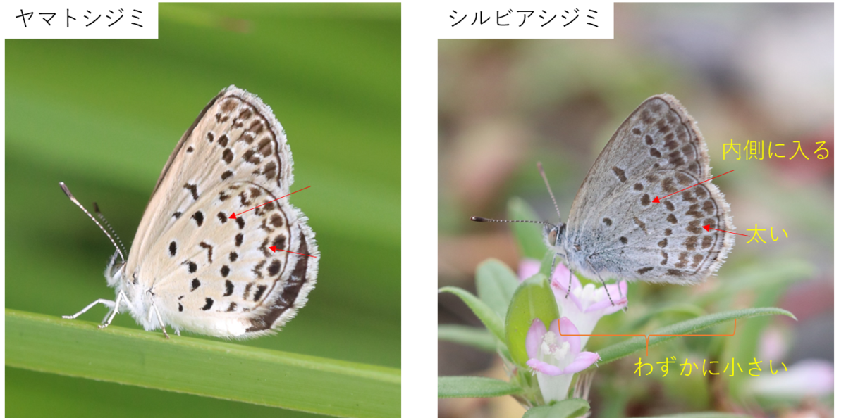 f:id:butterflyer:20200923232439p:plain