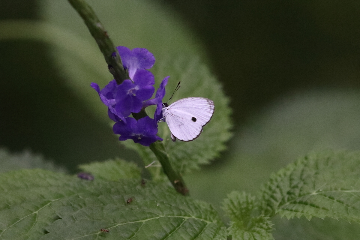 f:id:butterflyer:20200926175124j:plain