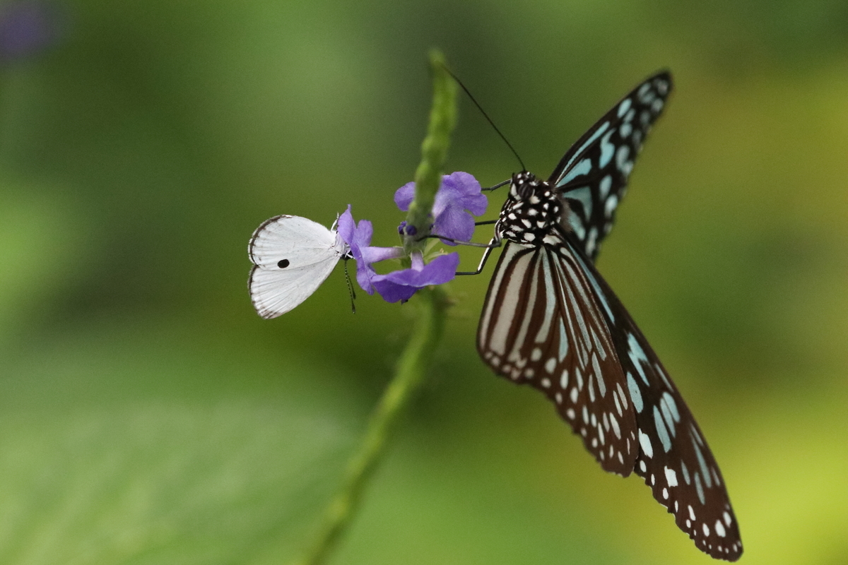 f:id:butterflyer:20200926175223j:plain