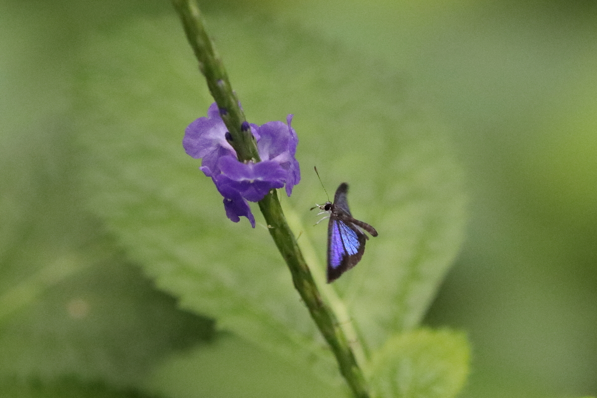 f:id:butterflyer:20200926180331j:plain