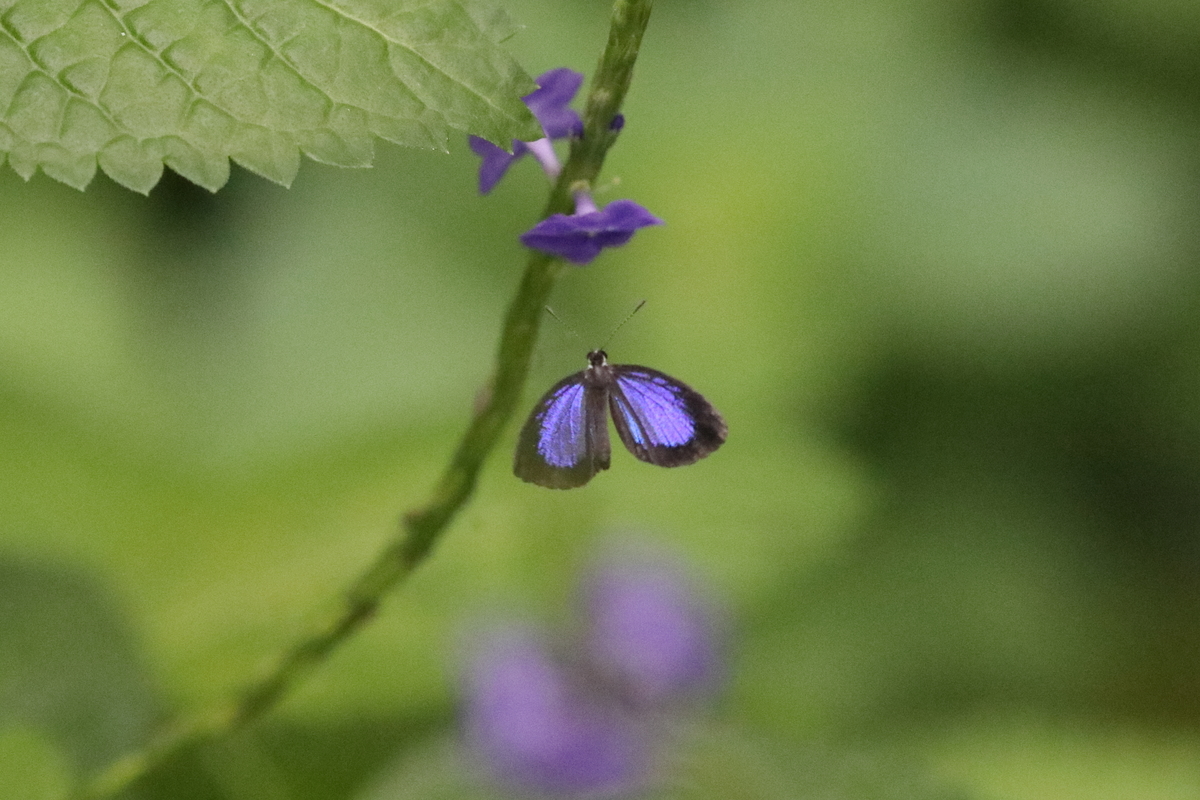 f:id:butterflyer:20200926180421j:plain