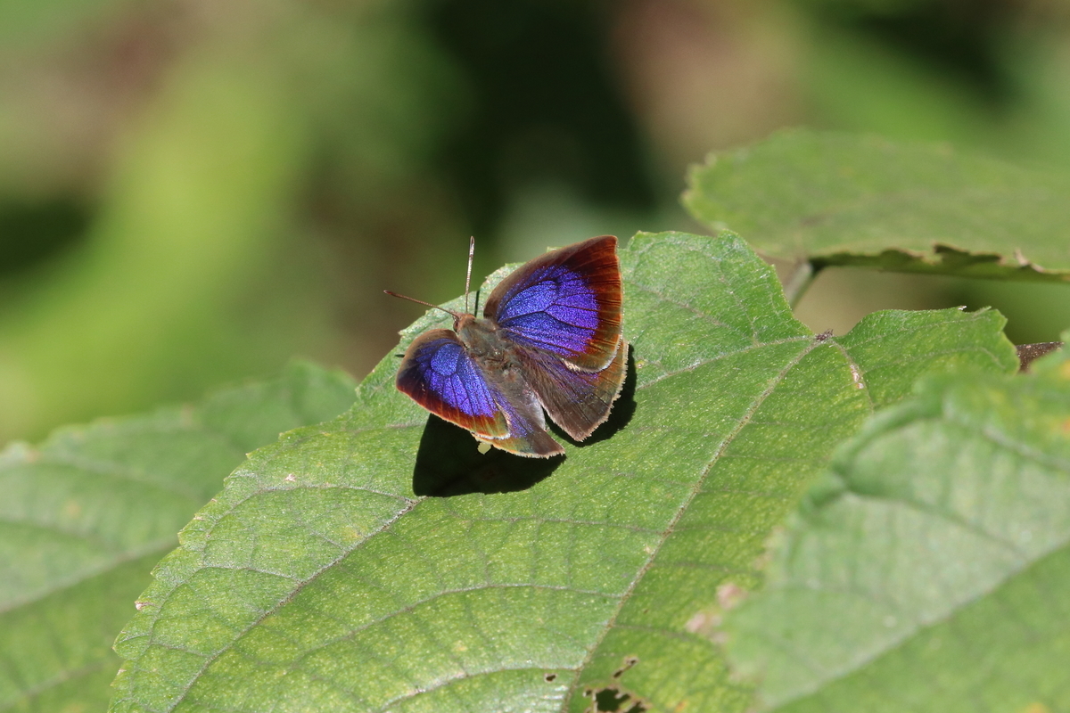 f:id:butterflyer:20201025192701j:plain