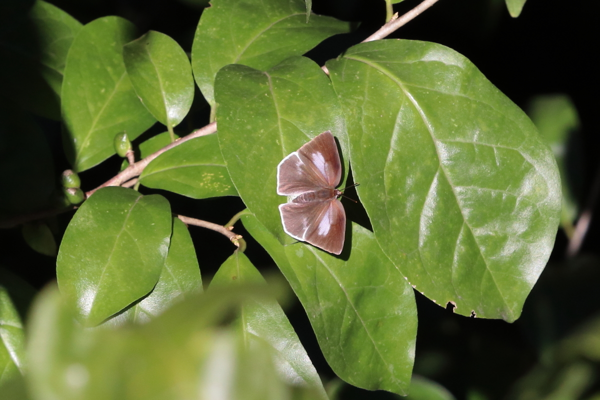 f:id:butterflyer:20201025192727j:plain