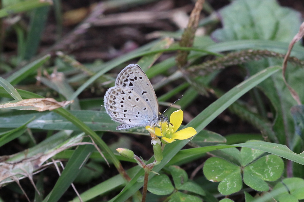 f:id:butterflyer:20201025192750j:plain