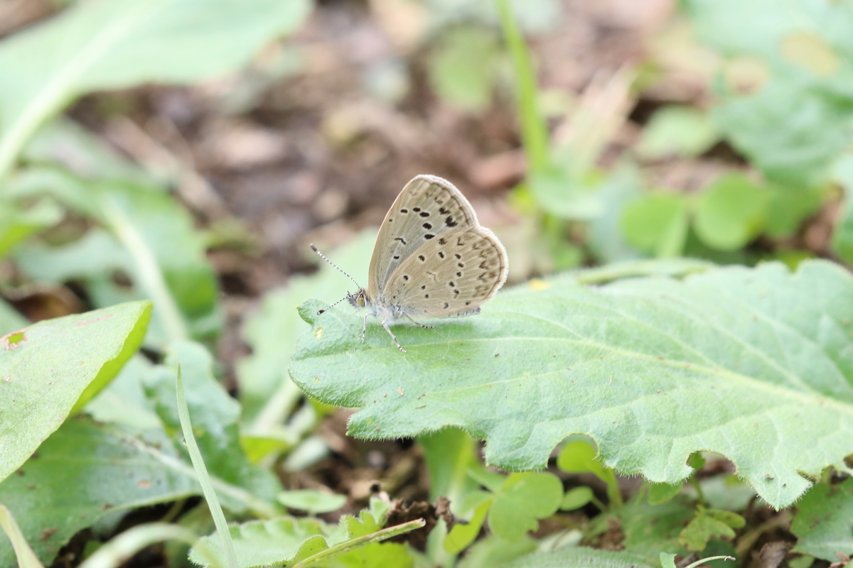 f:id:butterflyer:20201025192813j:plain f:id:butterflyer:20201025192813j:plain