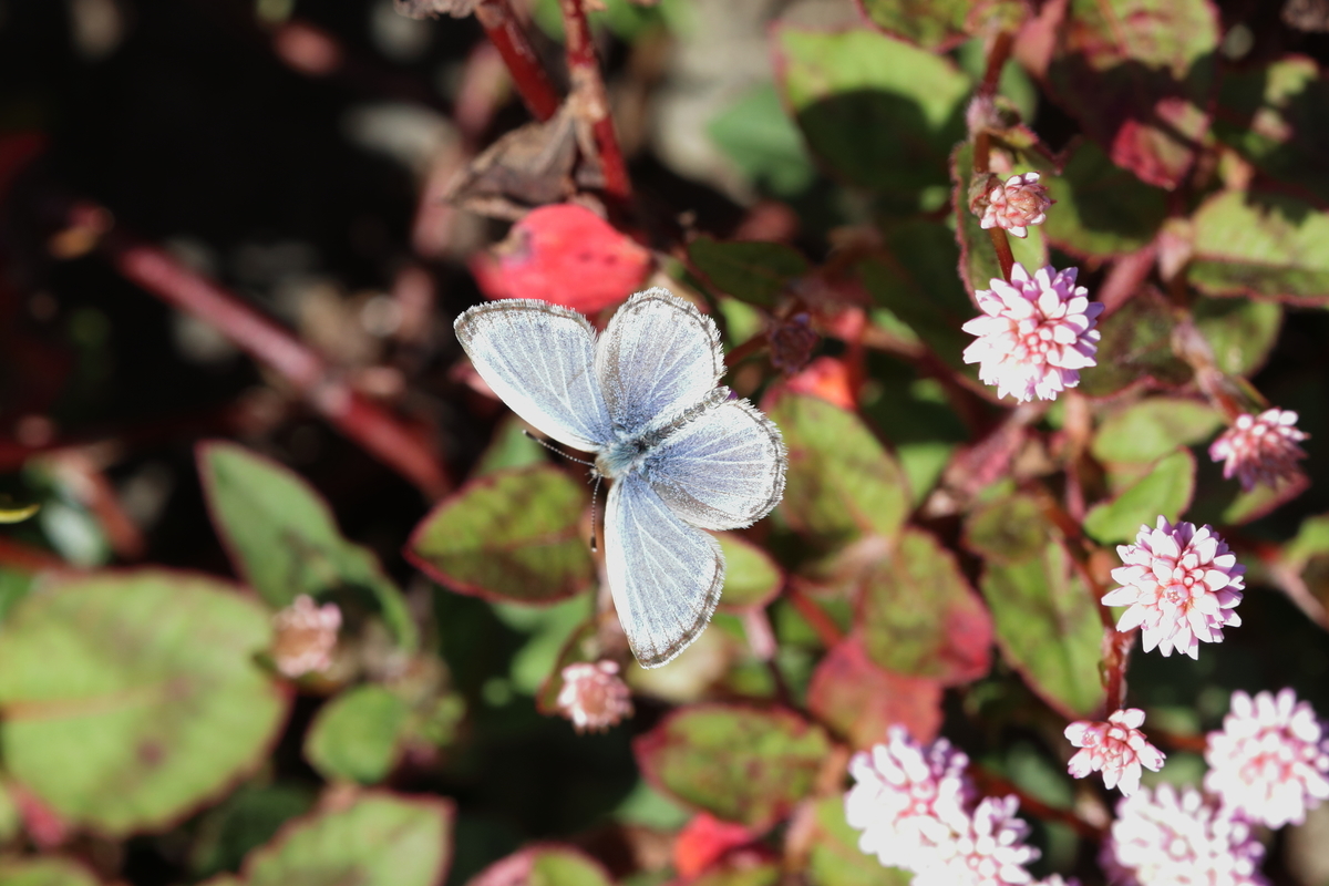 f:id:butterflyer:20201025192824j:plain f:id:butterflyer:20201025192824j:plain