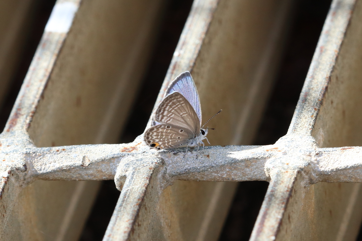 f:id:butterflyer:20201129203340j:plain