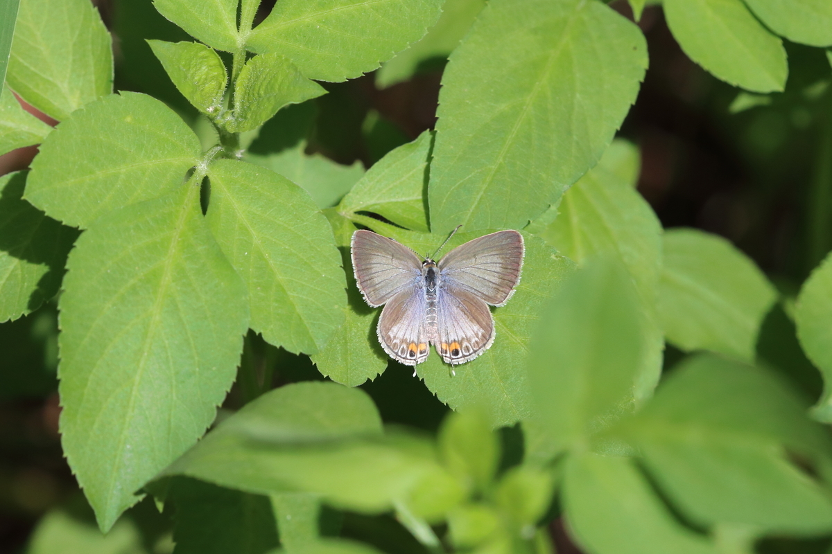 f:id:butterflyer:20201129203432j:plain