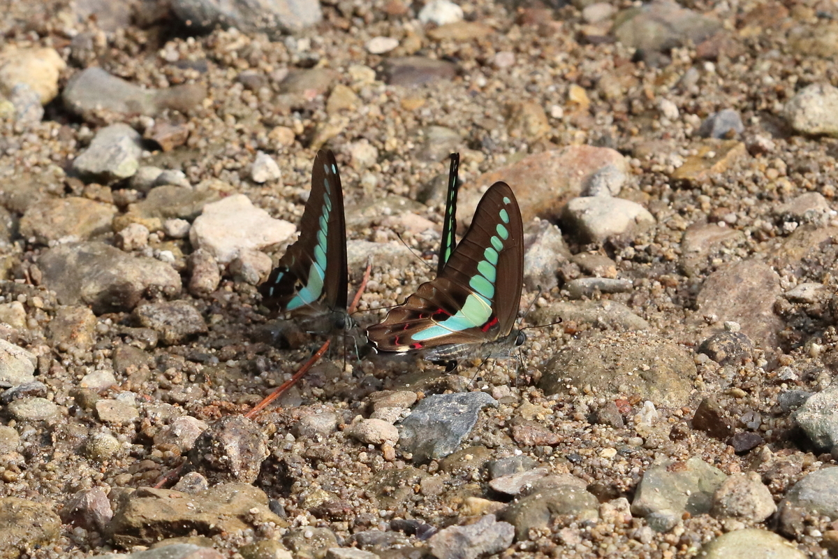 f:id:butterflyer:20201129203707j:plain