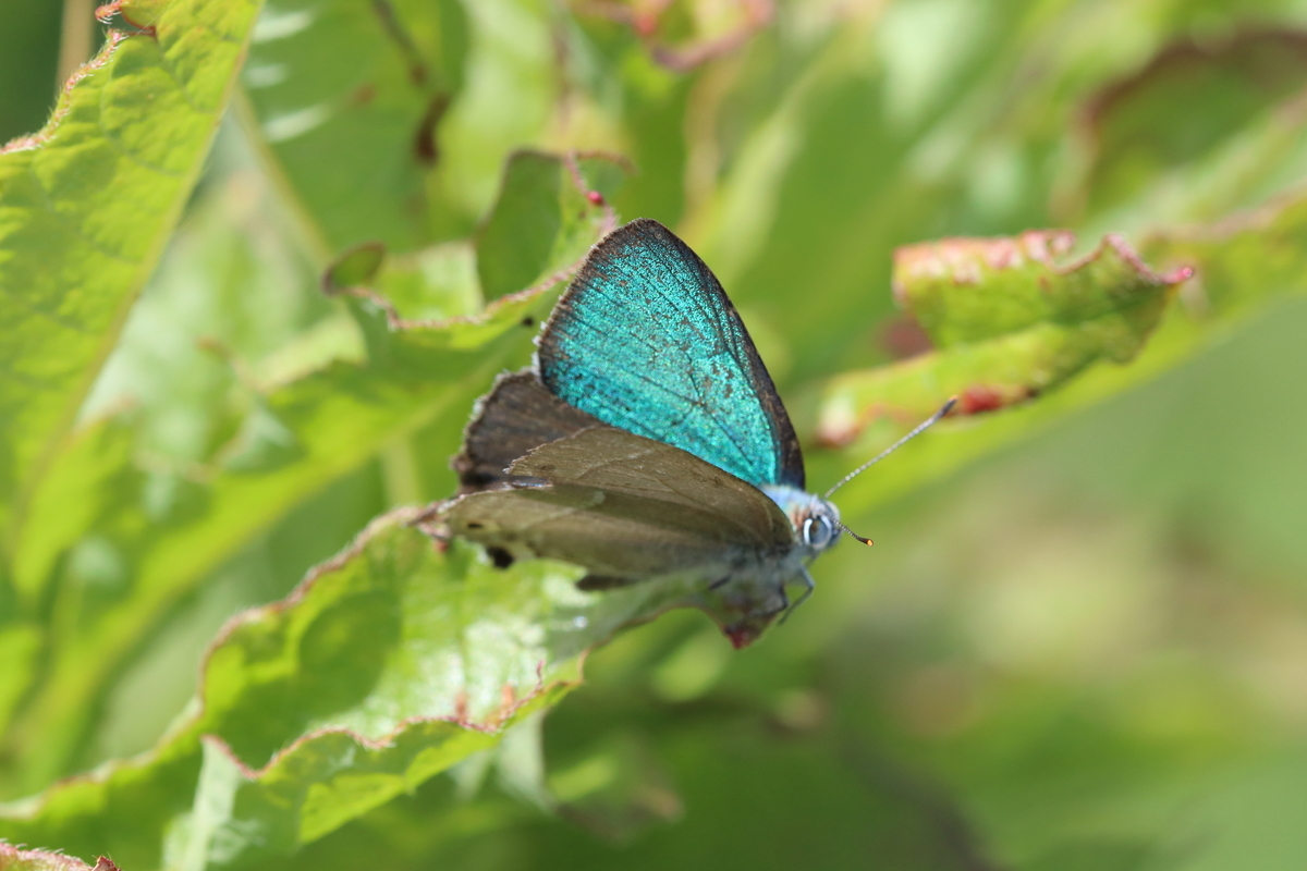 f:id:butterflyer:20201211221817j:plain