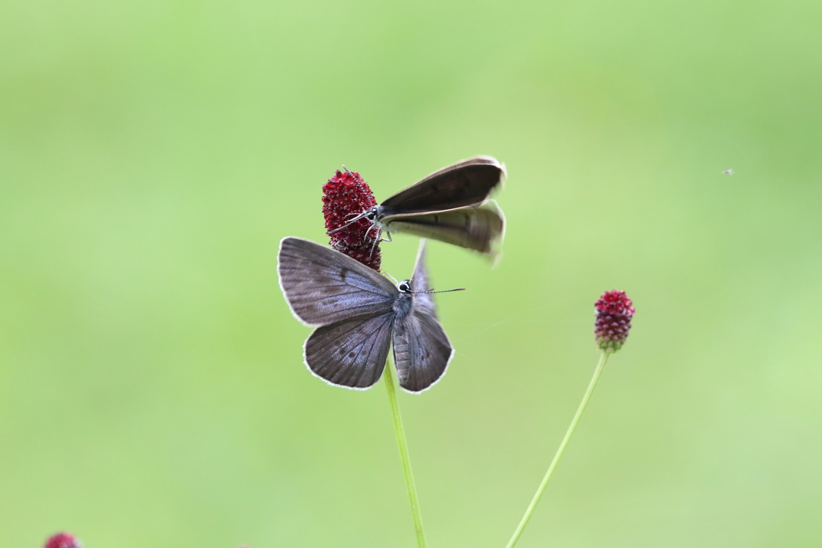 f:id:butterflyer:20201211222348j:plain