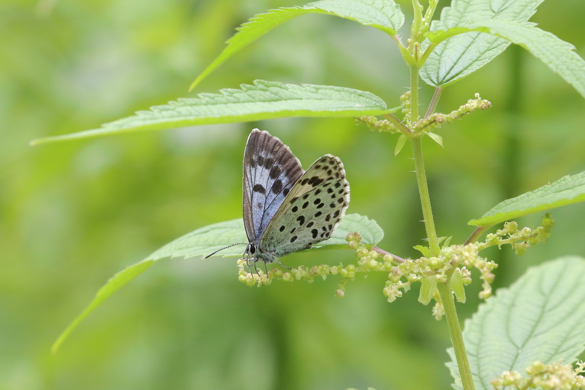 f:id:butterflyer:20201211222529j:plain