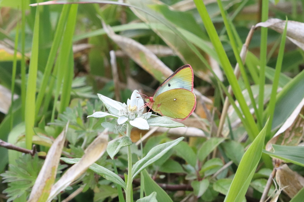 f:id:butterflyer:20201211222836j:plain