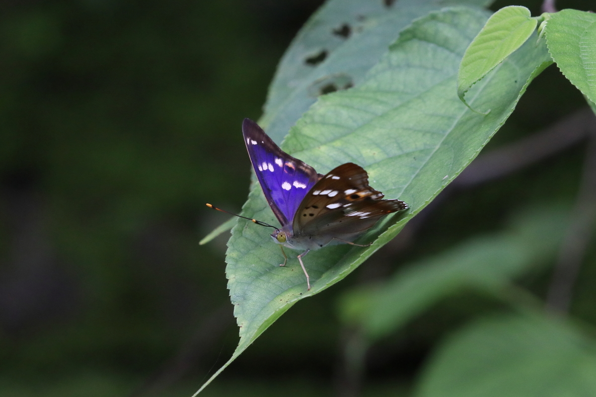 f:id:butterflyer:20201211223051j:plain