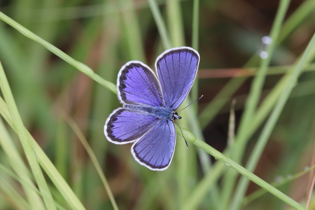 f:id:butterflyer:20201211223210j:plain