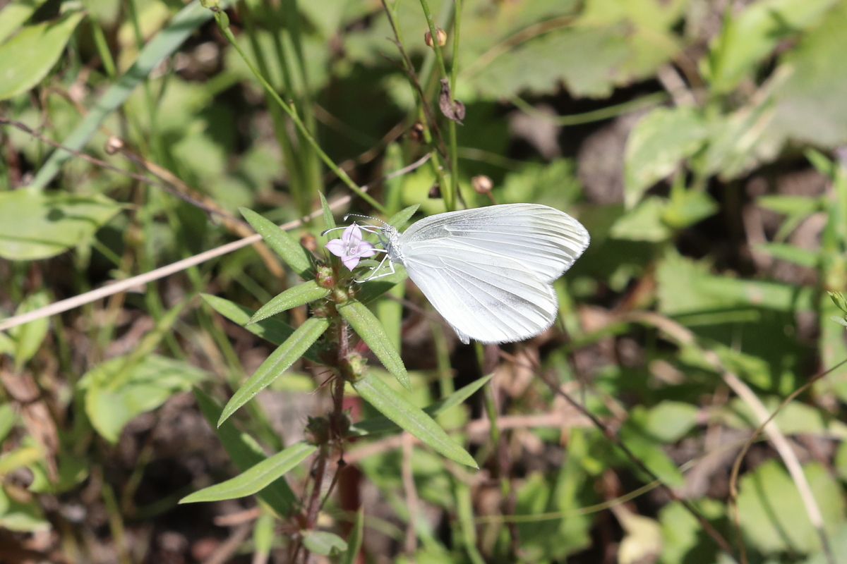 f:id:butterflyer:20201211223315j:plain