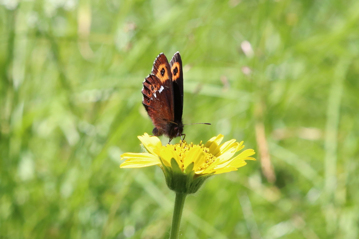 f:id:butterflyer:20201211223425j:plain