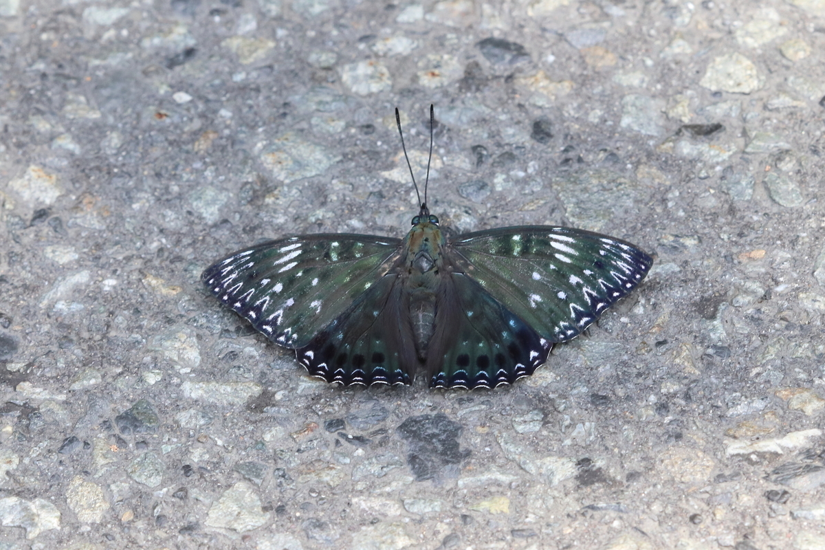 f:id:butterflyer:20201211223525j:plain