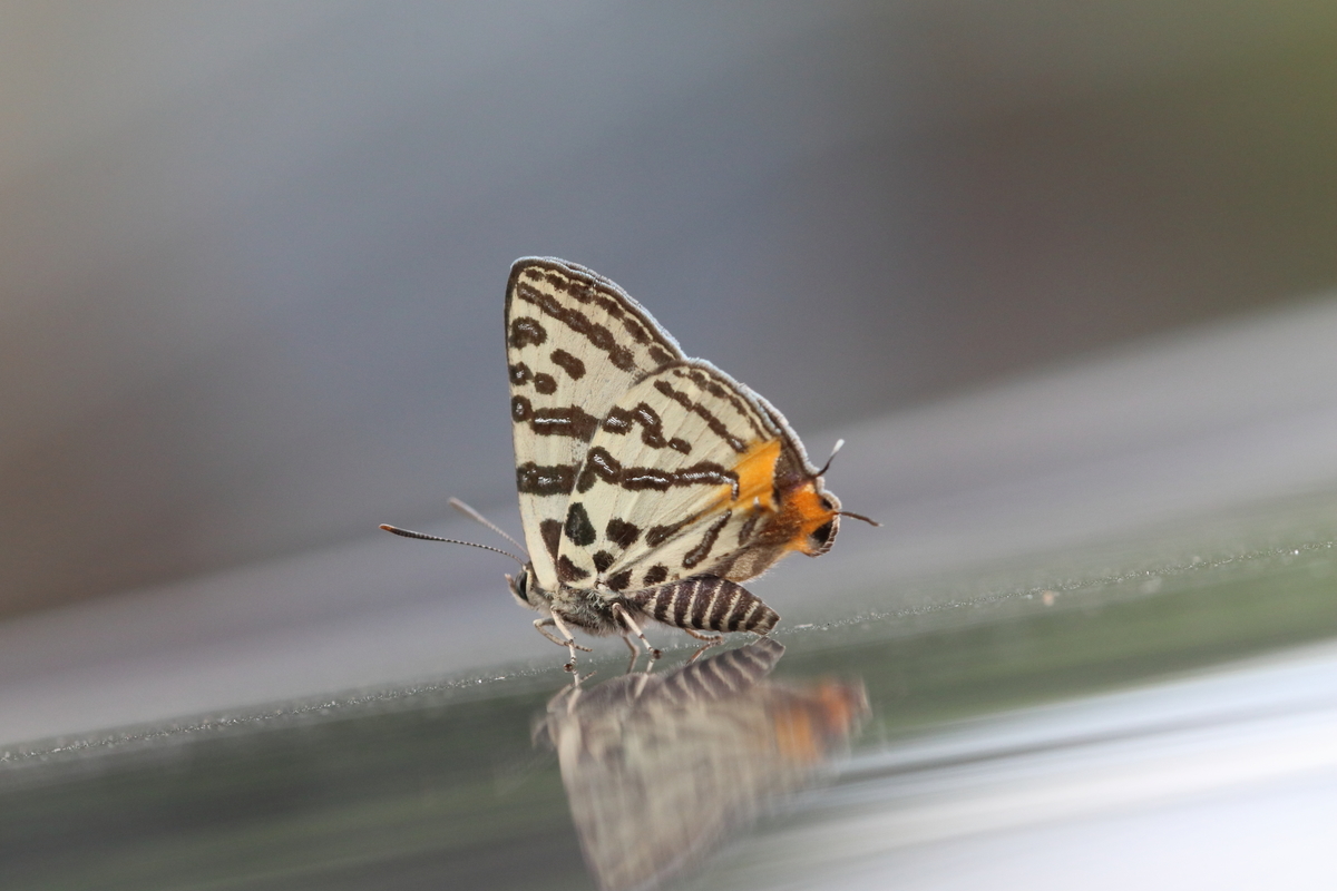 f:id:butterflyer:20201211223644j:plain