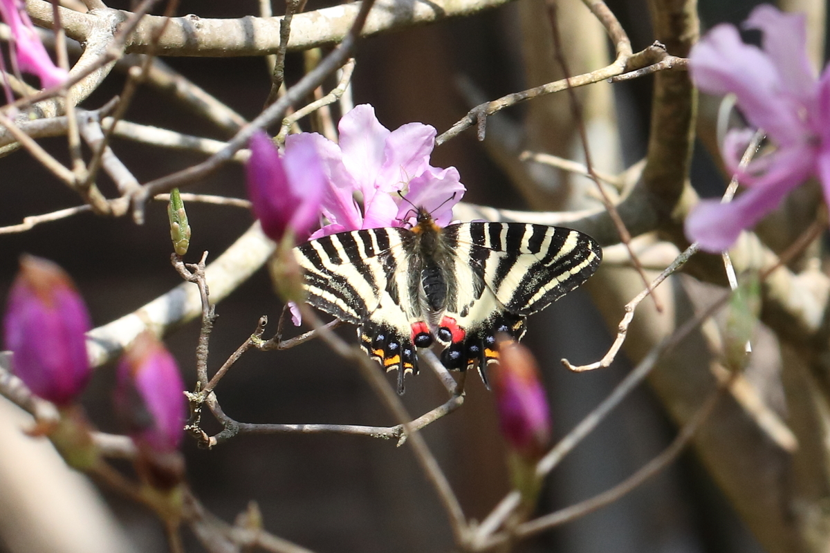 f:id:butterflyer:20201211224204j:plain