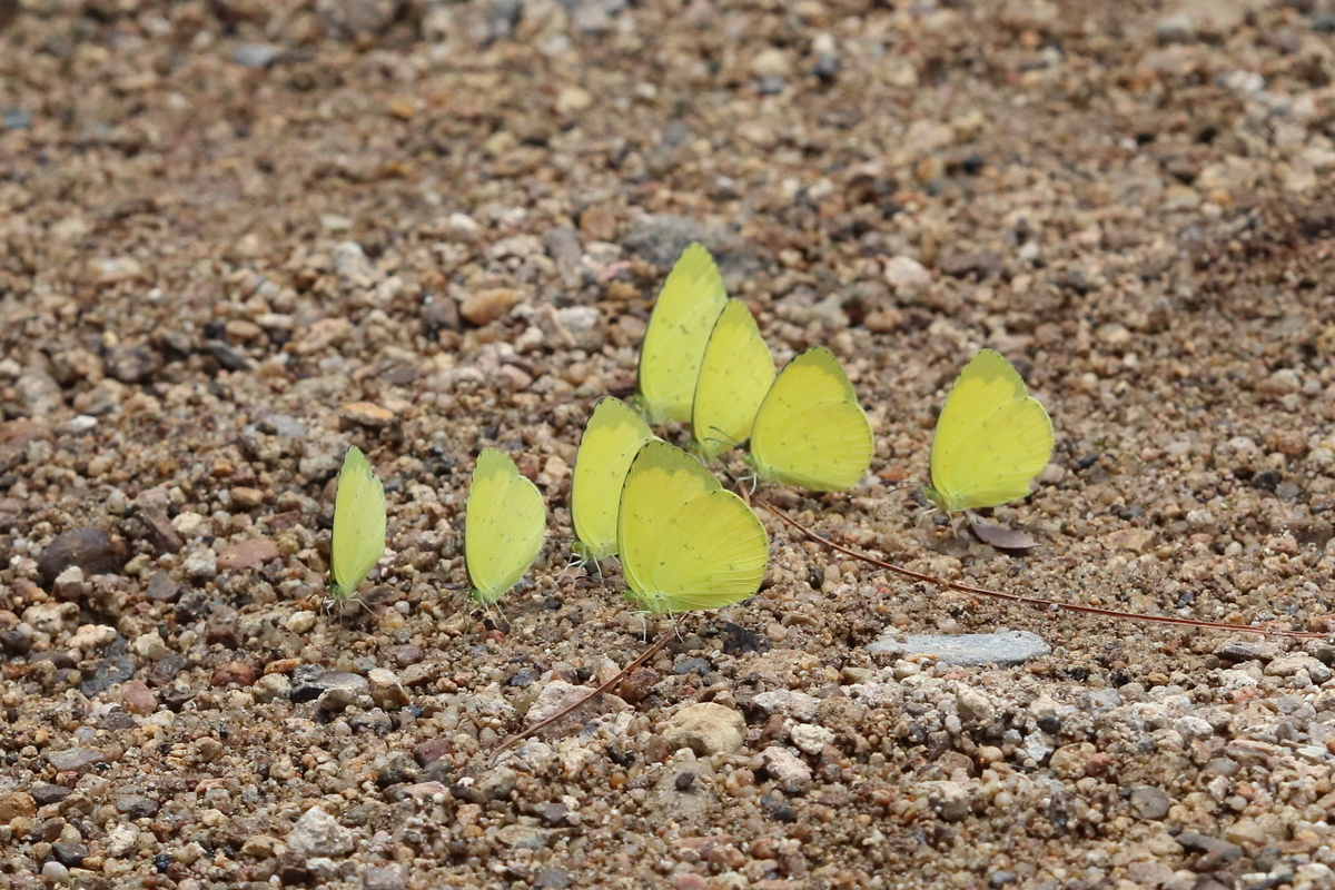 f:id:butterflyer:20201211225223j:plain