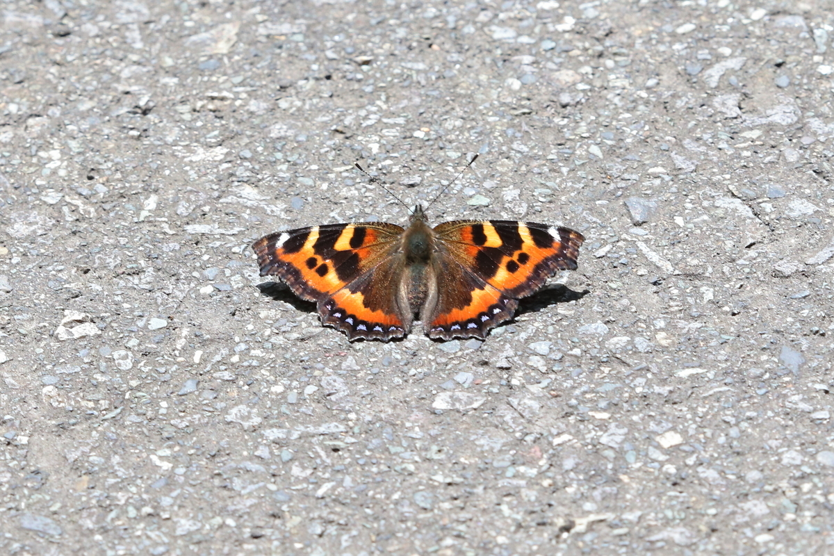 蝶の標本　美しい高山チョウの世界(AB) Alpine Butterfly in The Japan Alps | THE JAPAN ALPS