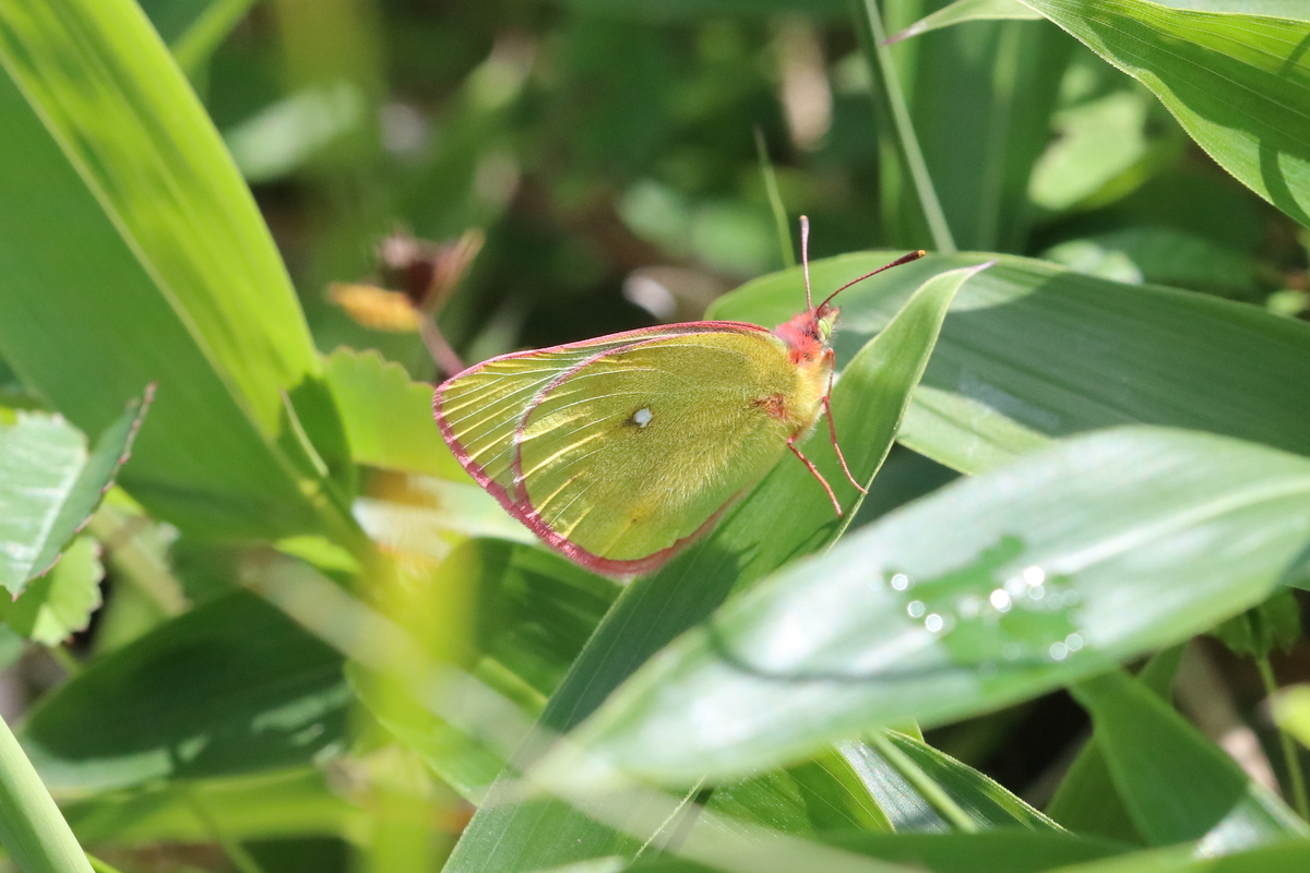高山蝶に魅せられて - butterflyer's blog