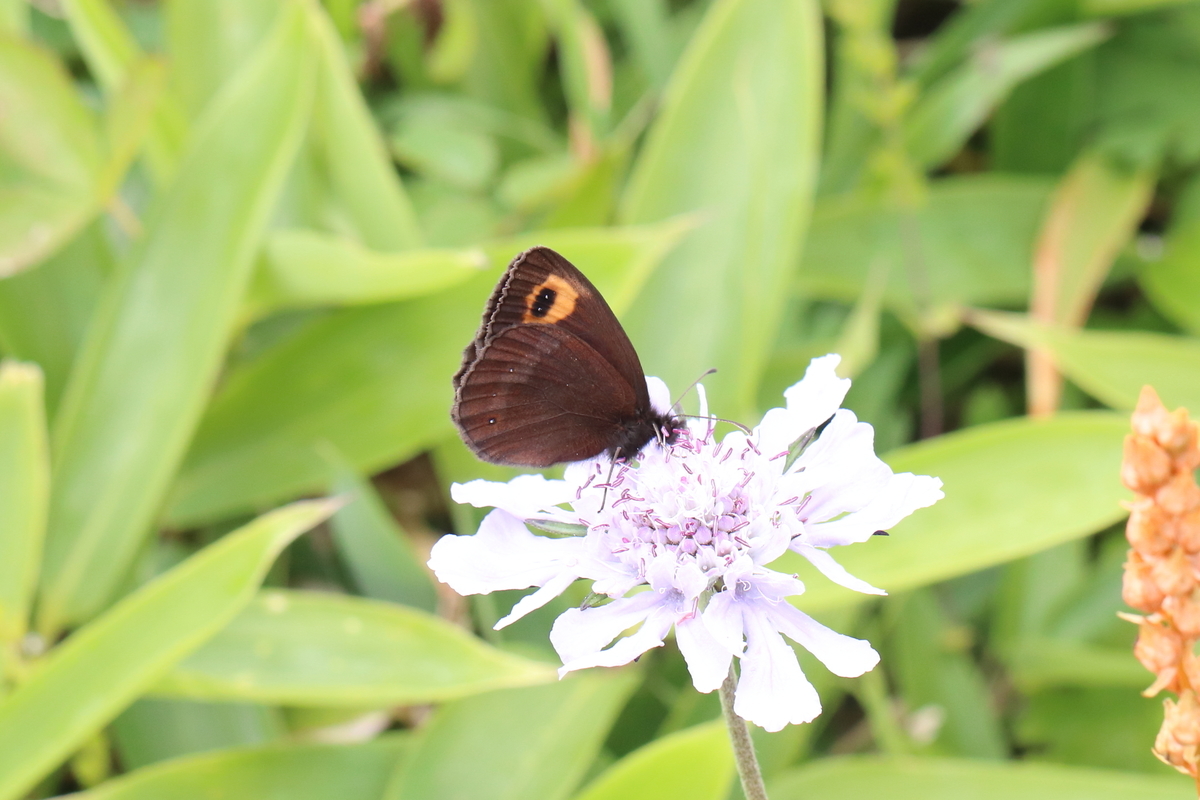 高山蝶に魅せられて - butterflyer's blog