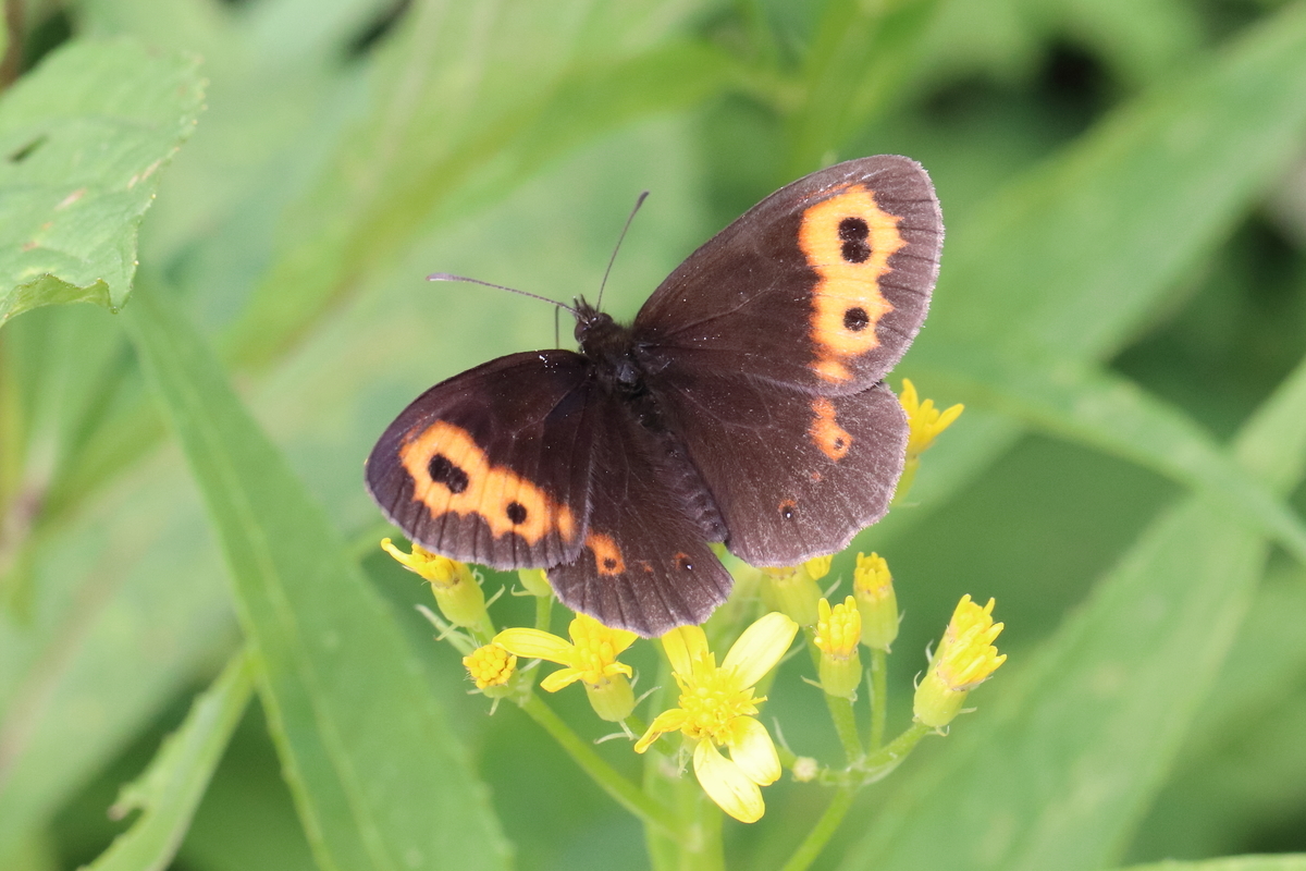 高山蝶に魅せられて - butterflyer's blog