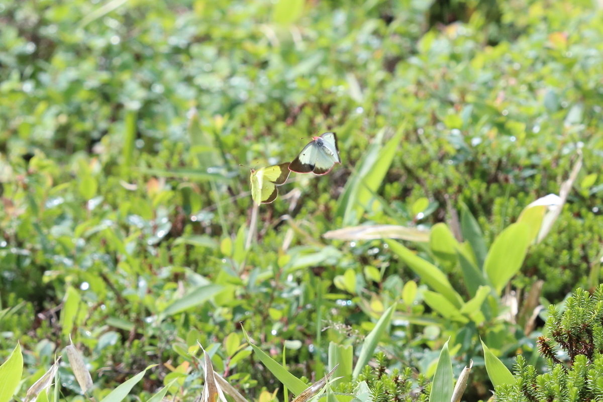 高山蝶に魅せられて - butterflyer's blog