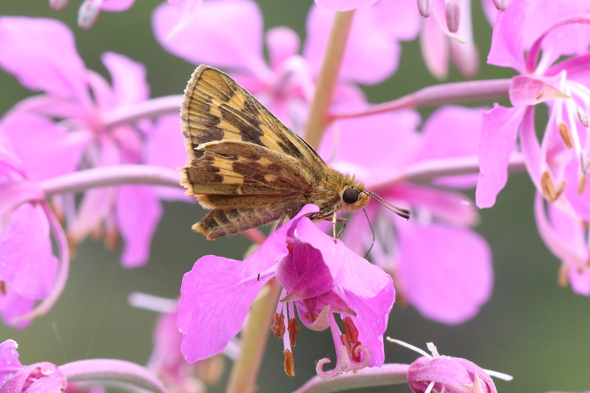 ベニヒカゲ＆クモマベニヒカゲ奮闘記 - butterflyer's blog